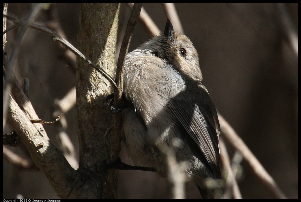 0927-104305-01.jpg - Bushtit