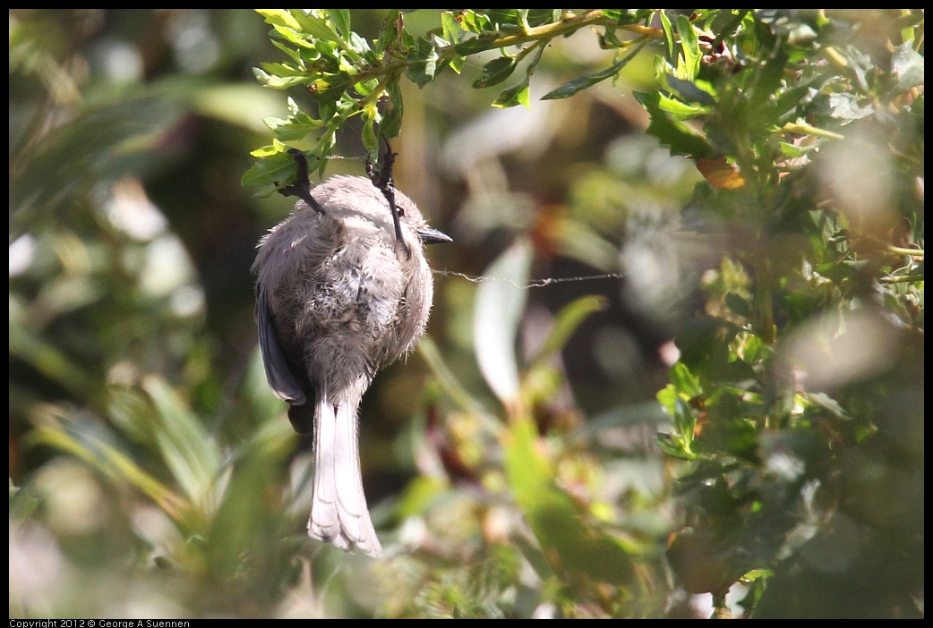 0927-104401-02.jpg - Bushtit