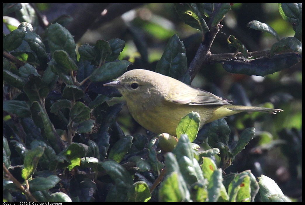 0927-104415-03.jpg - Yellow Warbler (?)