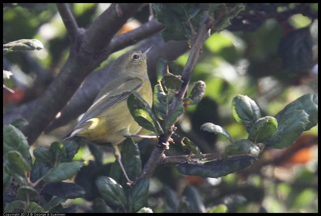 0927-104422-02.jpg - Yellow Warbler (?)