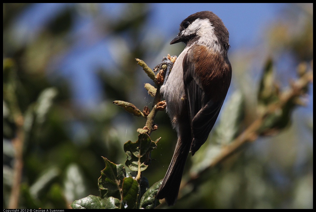 0927-104634-01.jpg - Chestnut-backed Chickadee