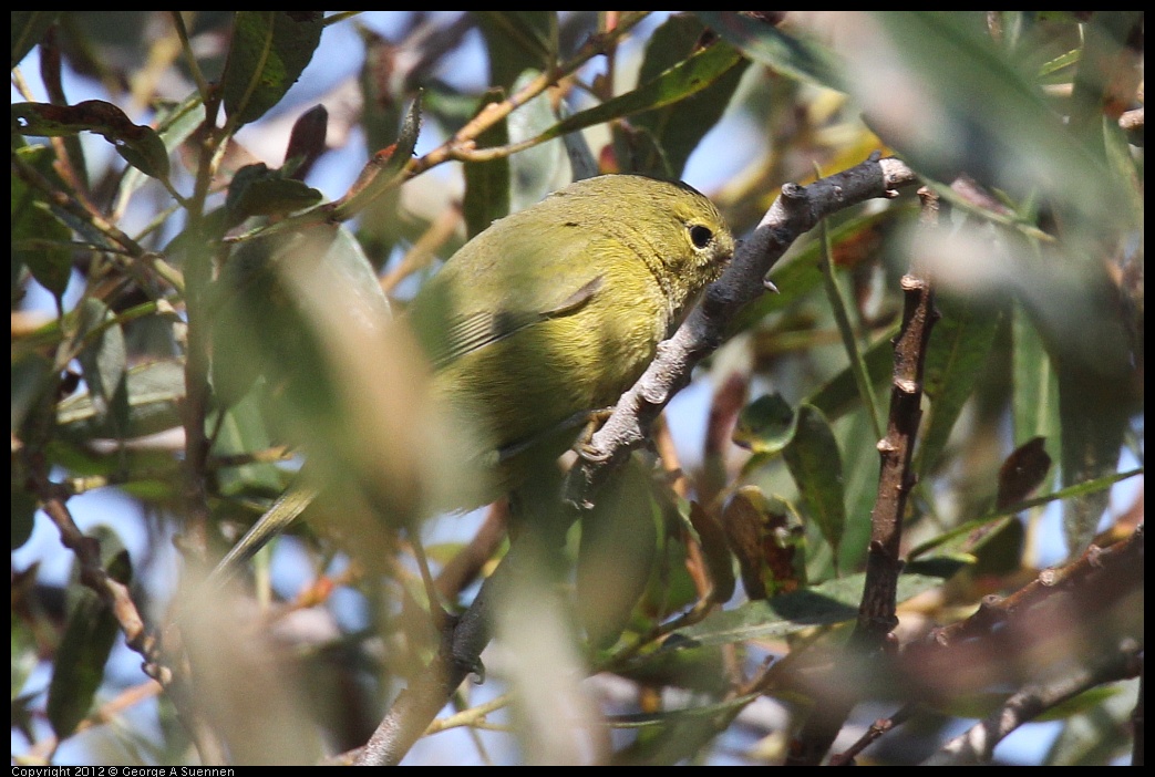 0927-104803-02.jpg - Orange-crowned Warbler 