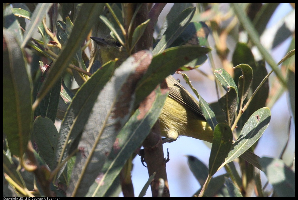 0927-104838-03.jpg - Orange-crowned Warbler 