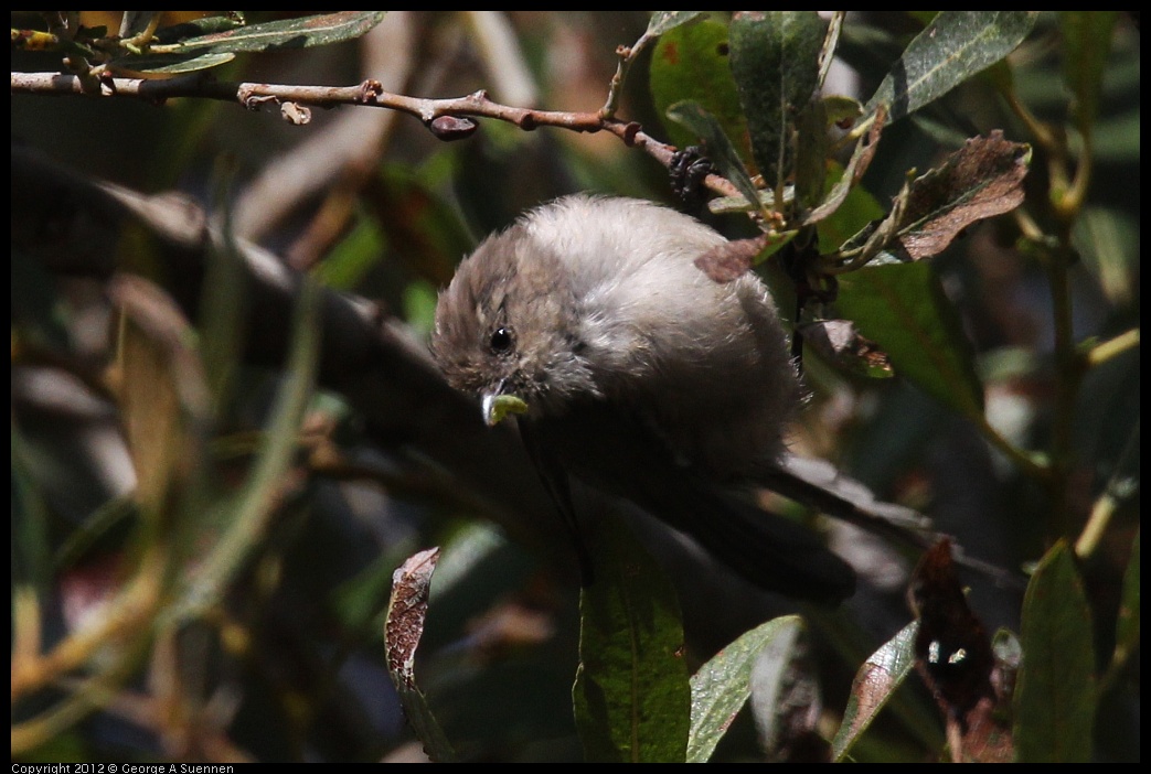 0927-104914-01.jpg - Bushtit