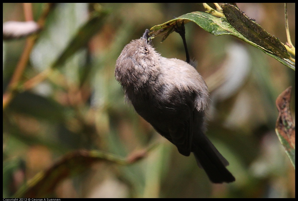 0927-105100-03.jpg - Bushtit