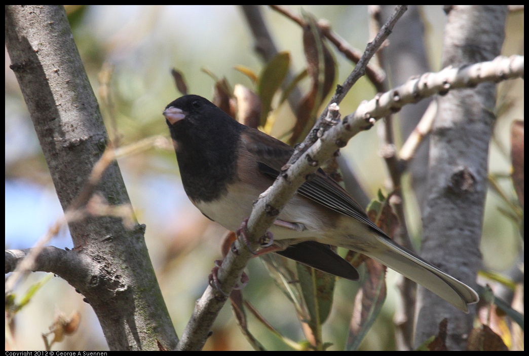 0927-105109-01.jpg - Dark-eyed Junco