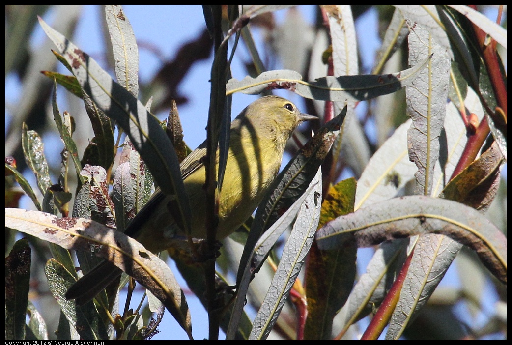 0927-105409-01.jpg - Orange-crowned Warbler 