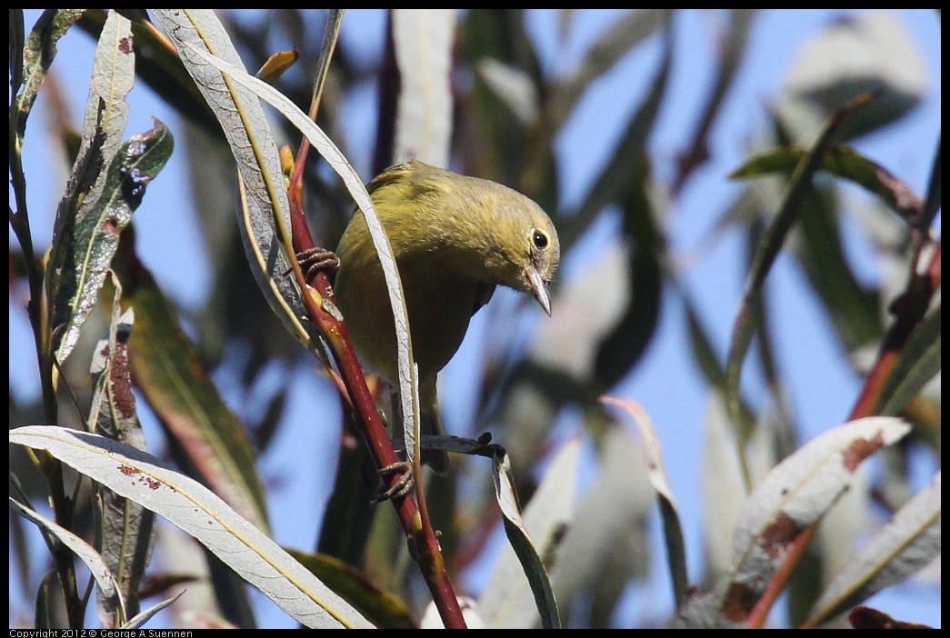 0927-105411-04.jpg - Orange-crowned Warbler 