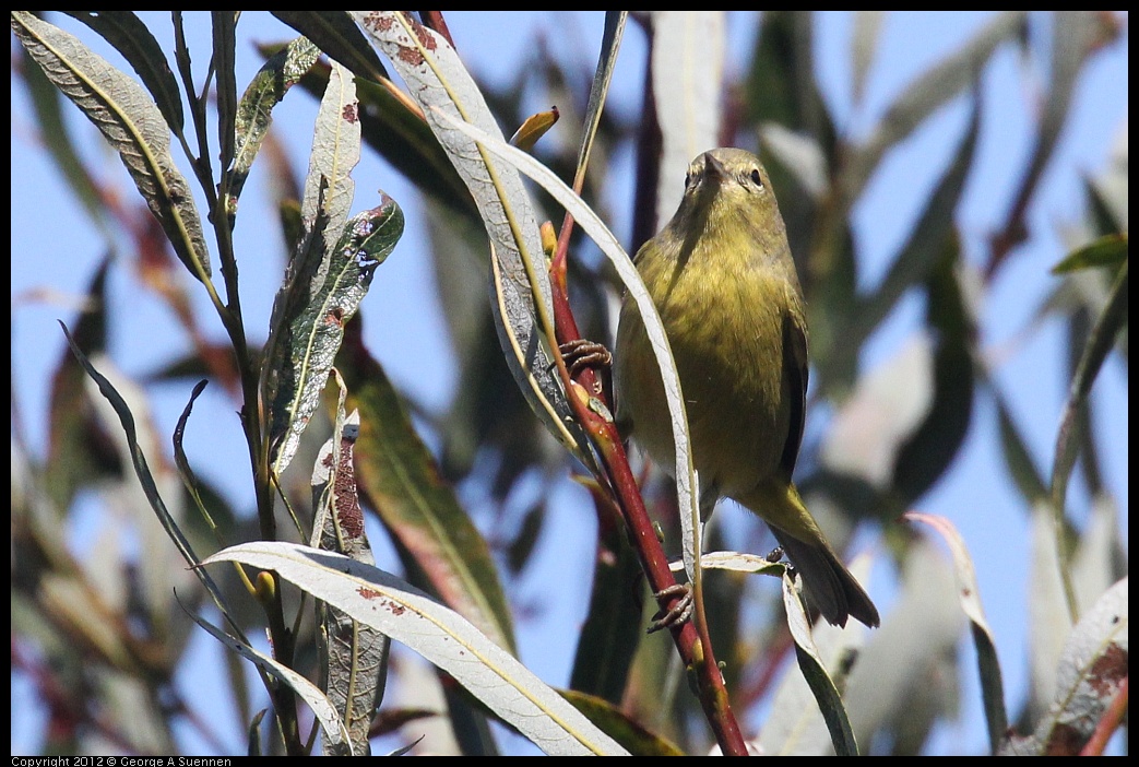 0927-105412-02.jpg - Orange-crowned Warbler 