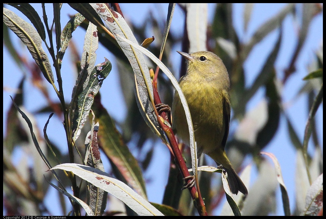 0927-105412-04.jpg - Orange-crowned Warbler 