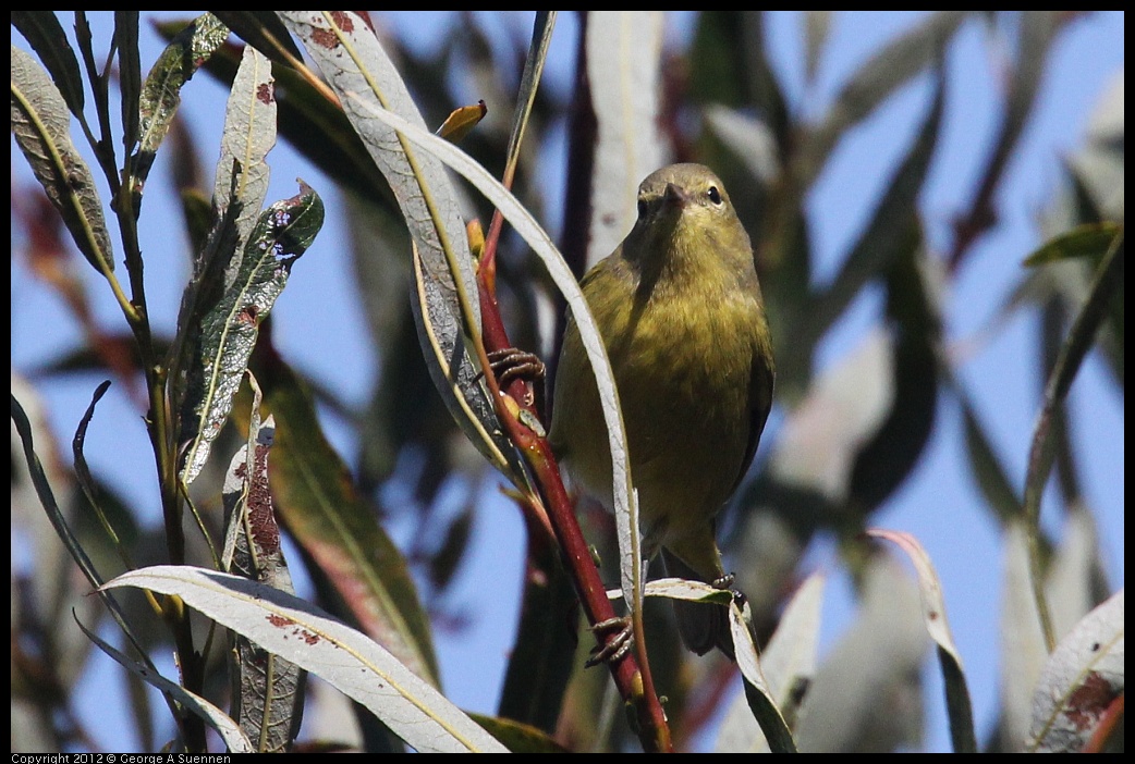 0927-105414-02.jpg - Orange-crowned Warbler 