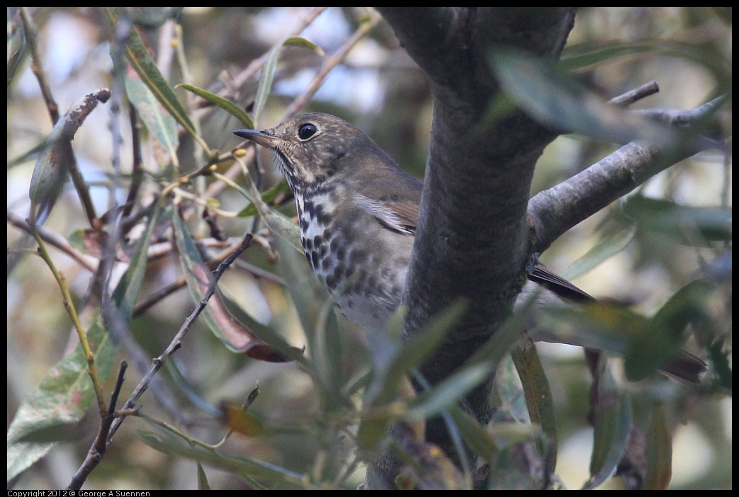 0927-105627-01.jpg - Hermit Thrush