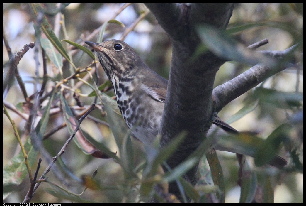 0927-105627-02.jpg - Hermit Thrush 