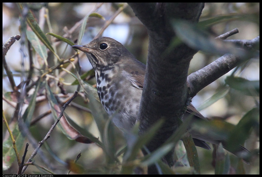 0927-105631-05.jpg - Hermit Thrush 