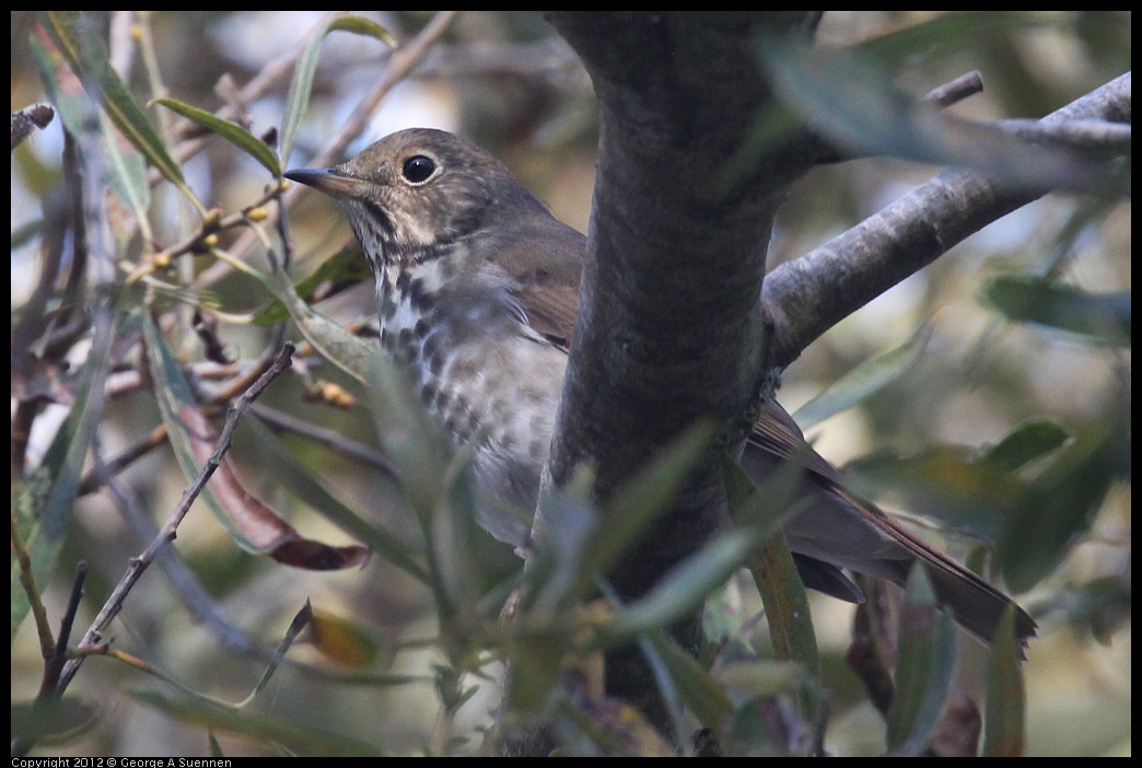 0927-105639-06.jpg - Hermit Thrush