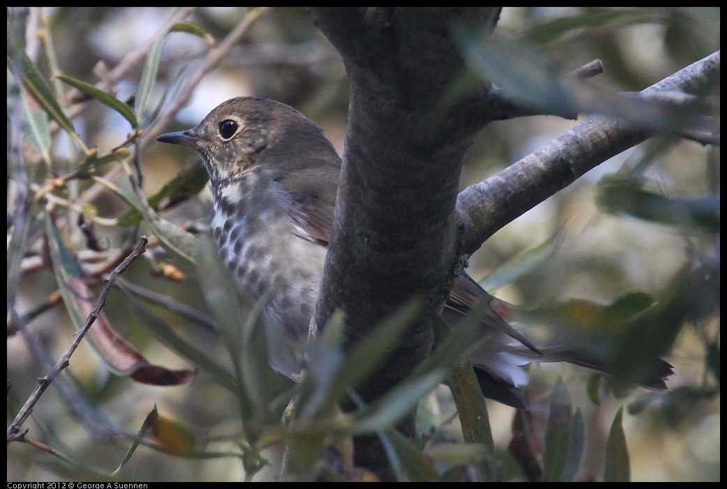 0927-105642-02.jpg - Hermit Thrush 