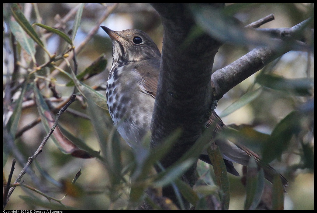 0927-105648-01.jpg - Hermit Thrush 