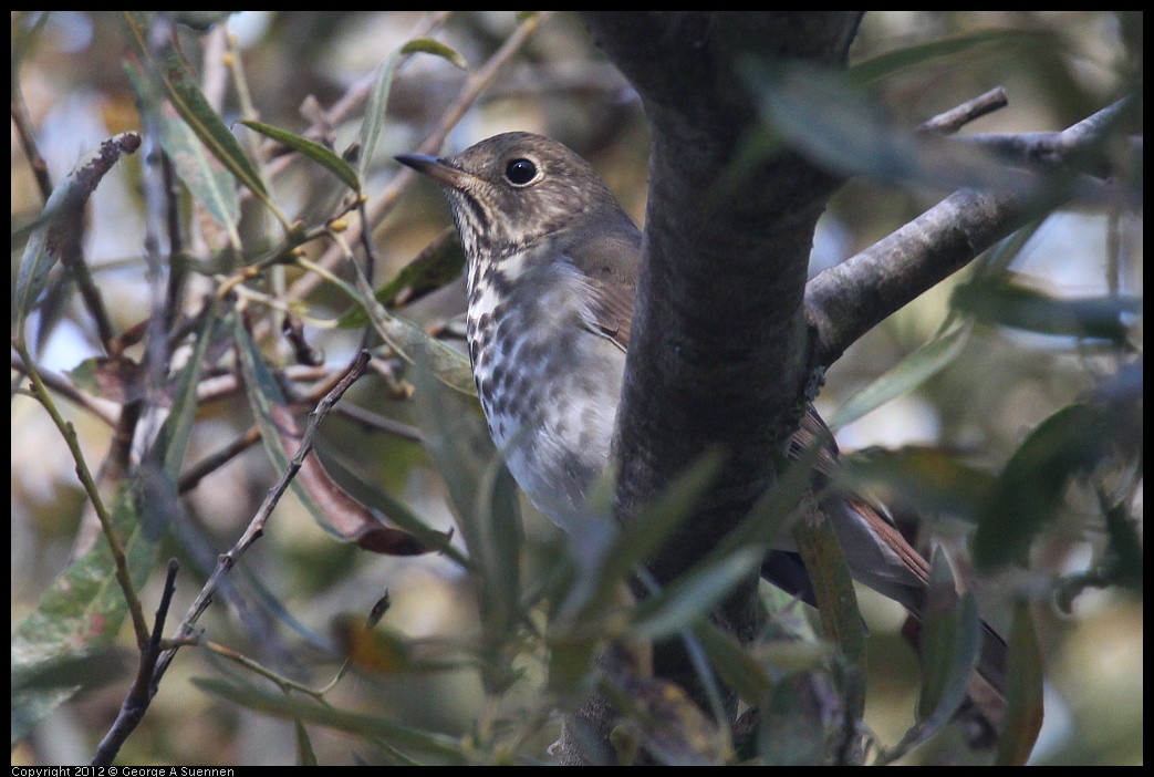 0927-105653-01.jpg - Hermit Thrush