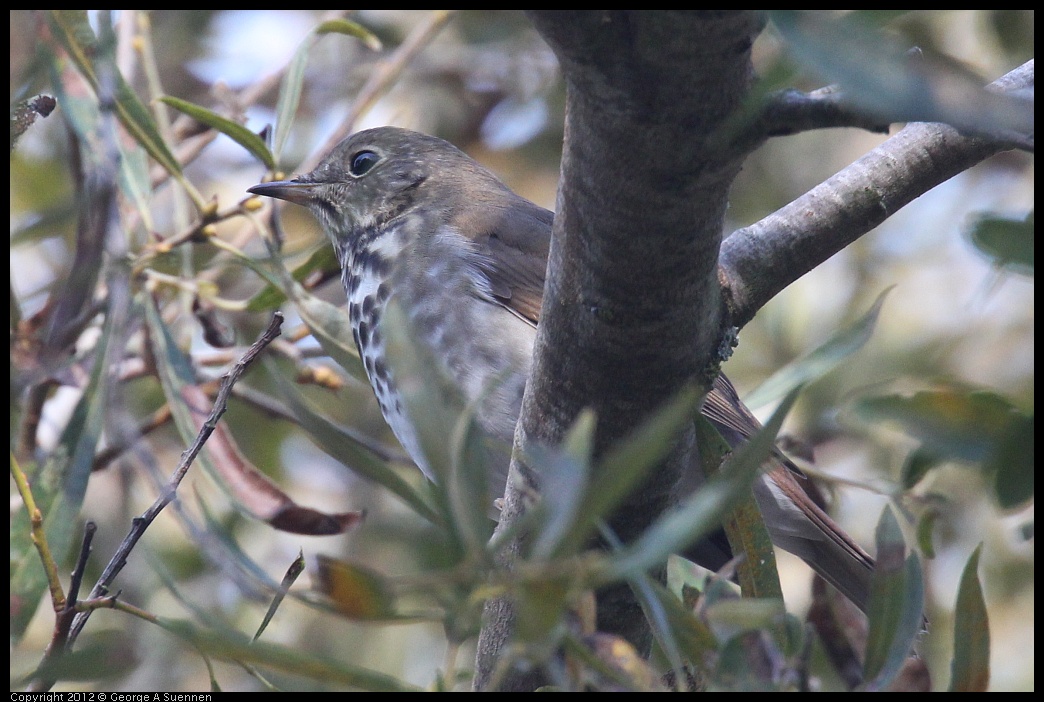 0927-105657-01.jpg - Hermit Thrush