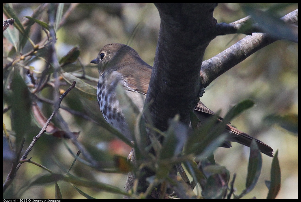 0927-105719-01.jpg - Hermit Thrush 