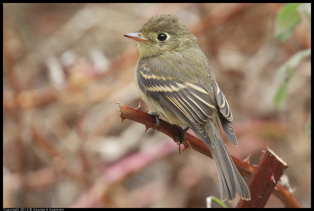 0929-115037-05.jpg - Pacific-slope Flycatcher