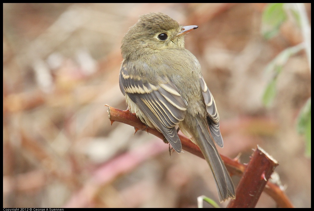 0929-115053-01.jpg - Pacific-slope Flycatcher