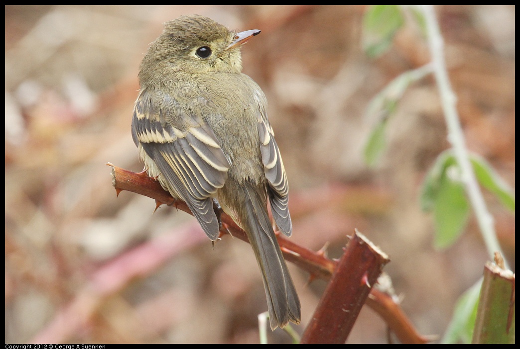 0929-115059-01.jpg - Pacific-slope Flycatcher