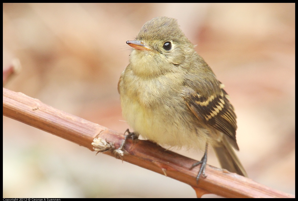 0929-115108-02.jpg - Pacific-slope Flycatcher