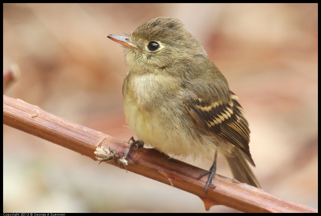 0929-115109-05.jpg - Pacific-slope Flycatcher