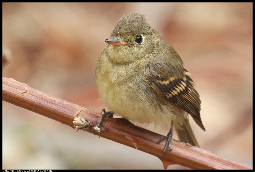 0929-115111-01.jpg - Pacific-slope Flycatcher