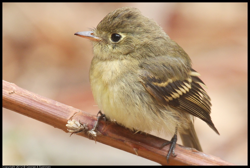 0929-115120-02.jpg - Pacific-slope Flycatcher