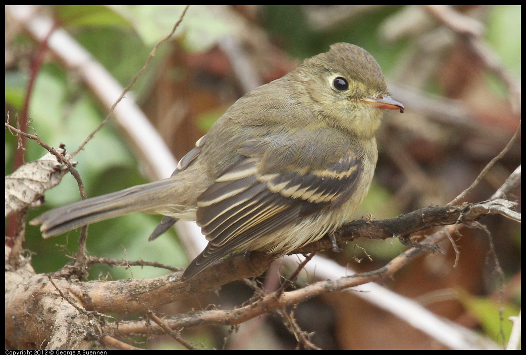 0929-115133-02.jpg - Pacific-slope Flycatcher