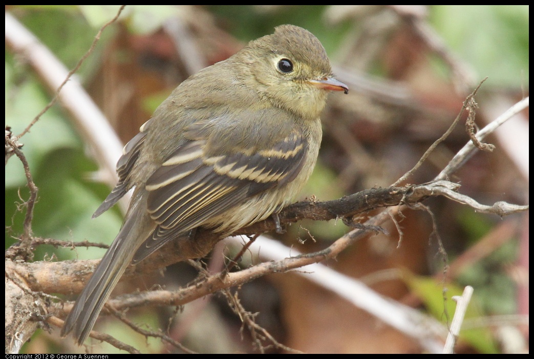 0929-115134-01.jpg - Pacific-slope Flycatcher