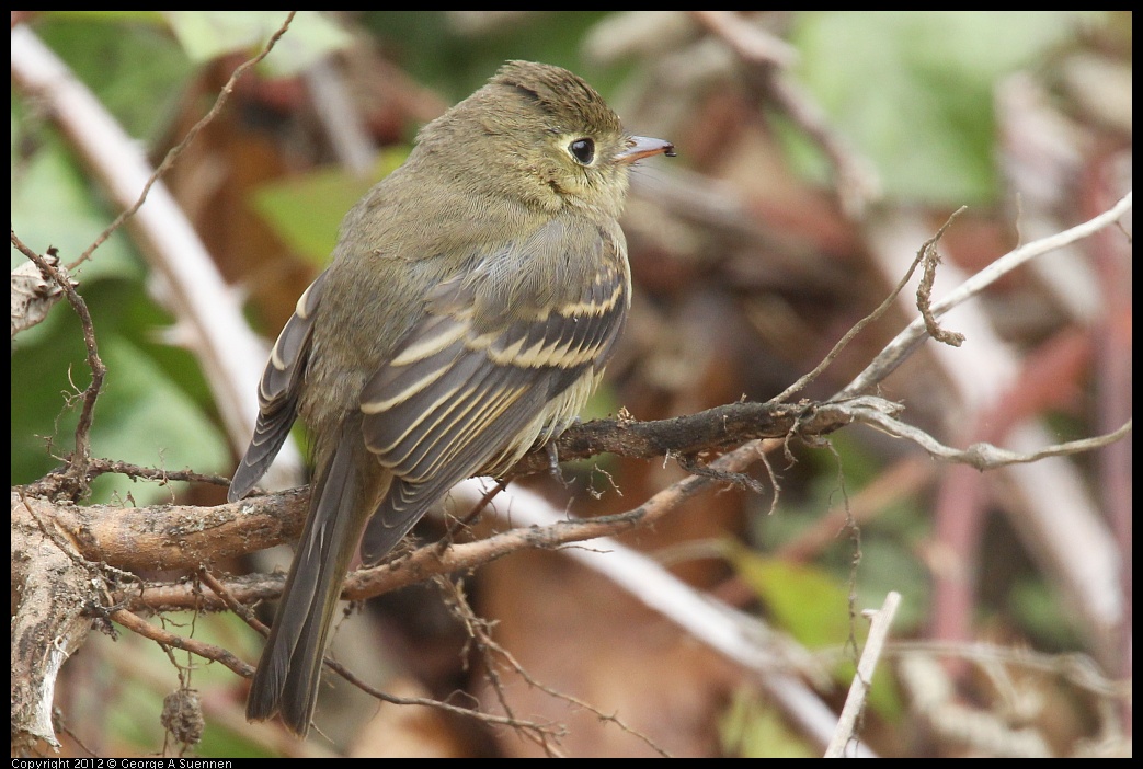 0929-115146-02.jpg - Pacific-slope Flycatcher