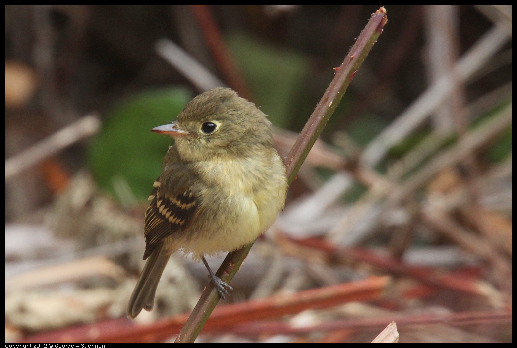 0929-115901-02.jpg - Pacific-slope Flycatcher