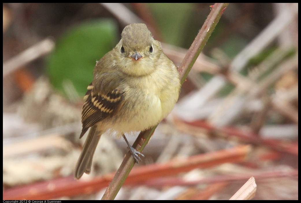 0929-115902-01.jpg - Pacific-slope Flycatcher