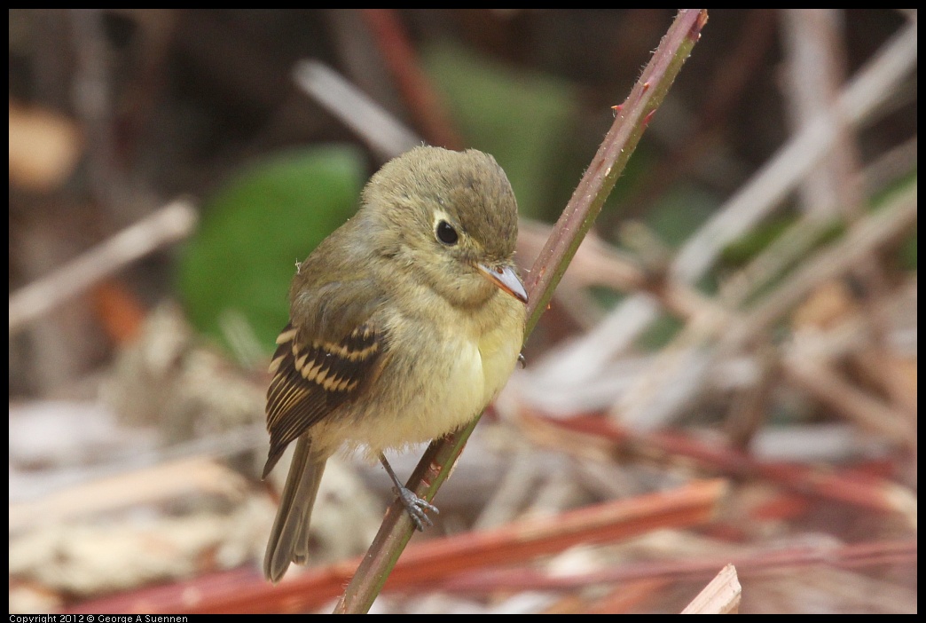 0929-115904-01.jpg - Pacific-slope Flycatcher