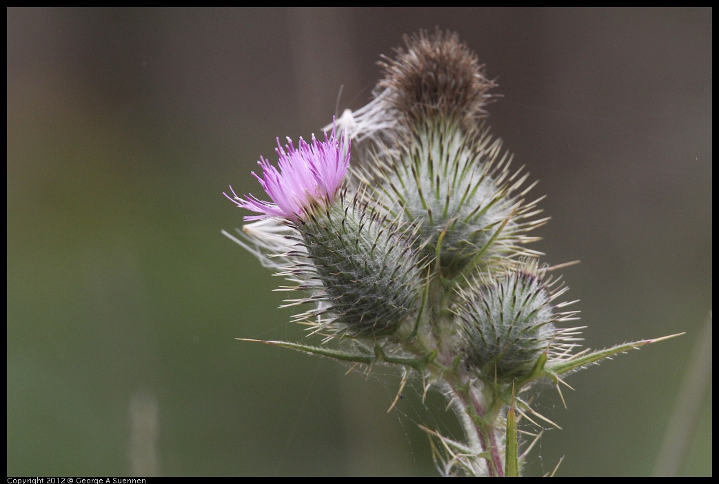 0929-122511-01.jpg - Thistle