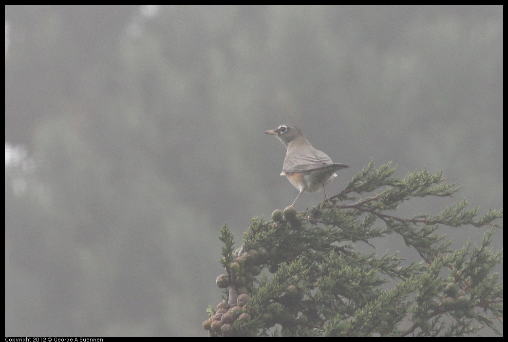 0929-122630-05.jpg - American Robin