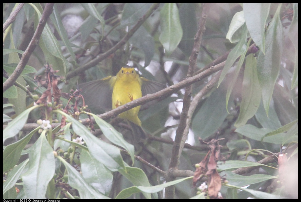 0929-122651-03.jpg - Wilson's Warbler