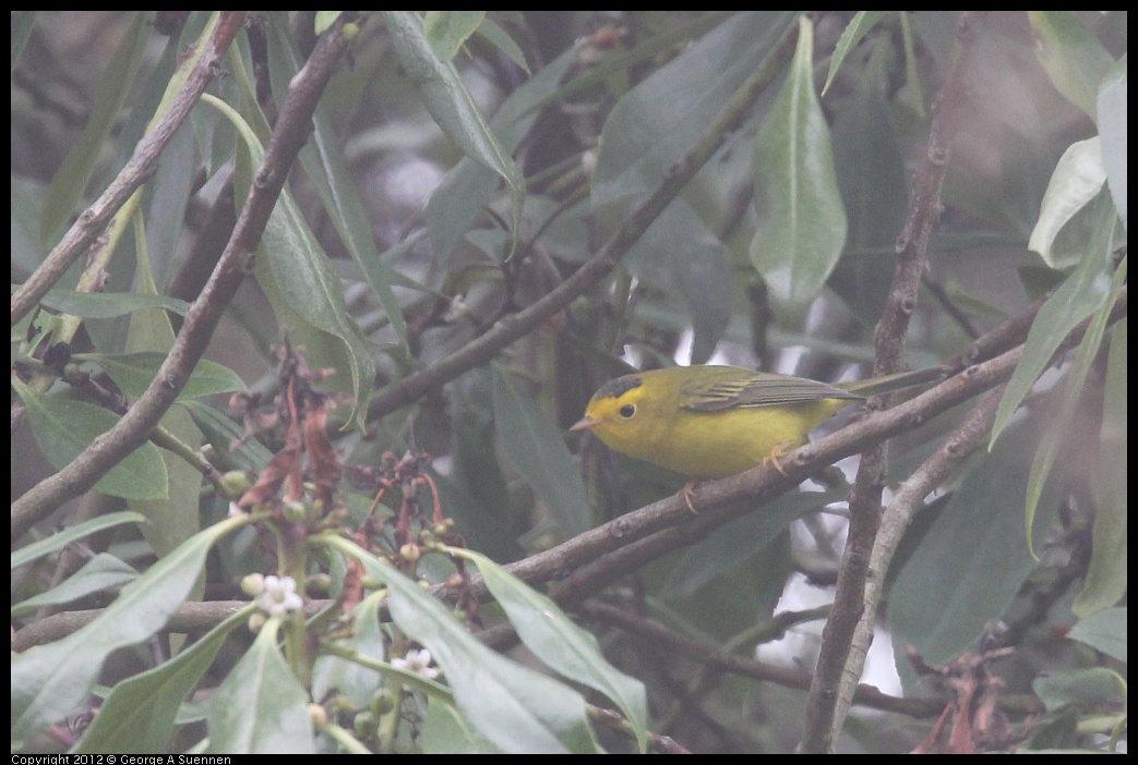 0929-122653-01.jpg - Wilson's Warbler