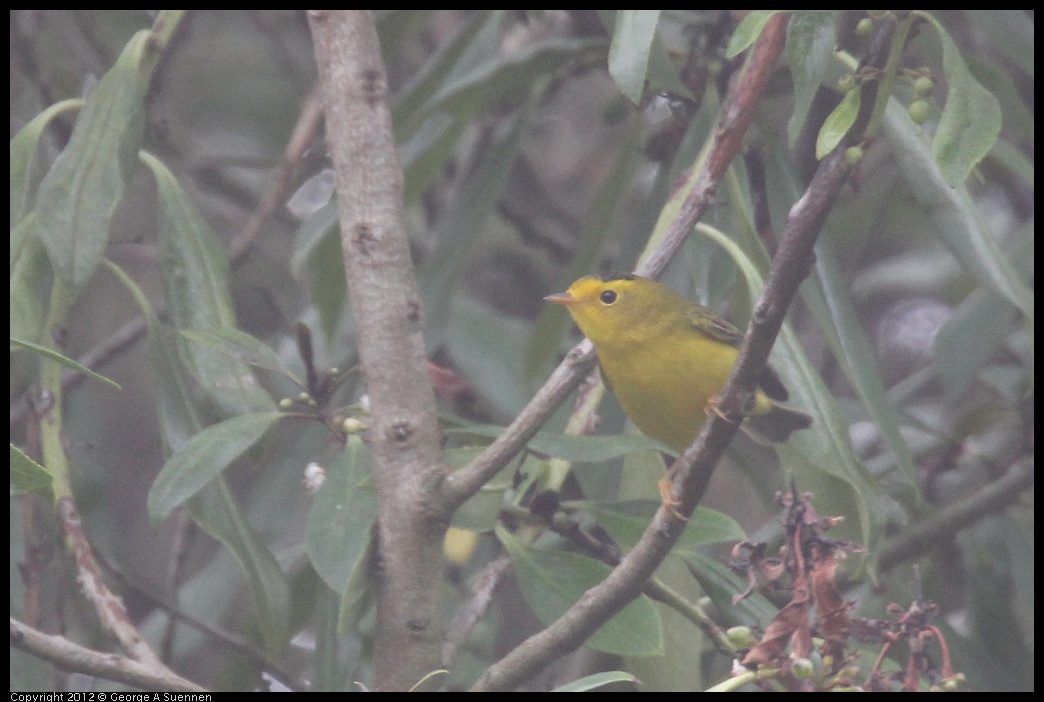 0929-122654-01.jpg - Wilson's Warbler