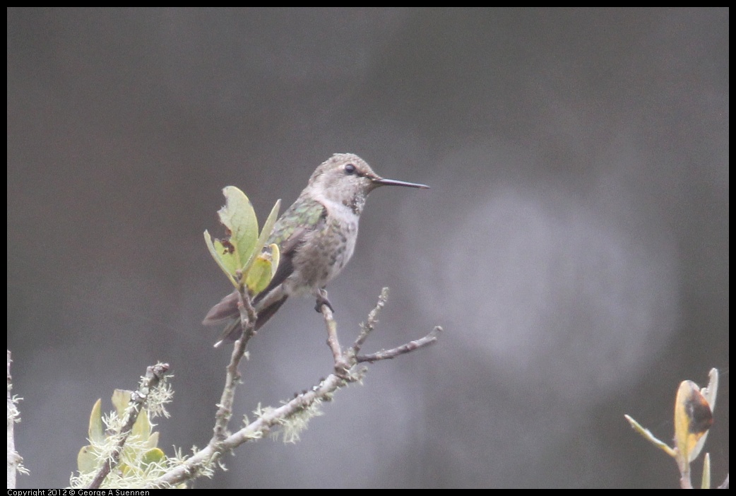 0929-122842-02.jpg - Anna's Hummingbird