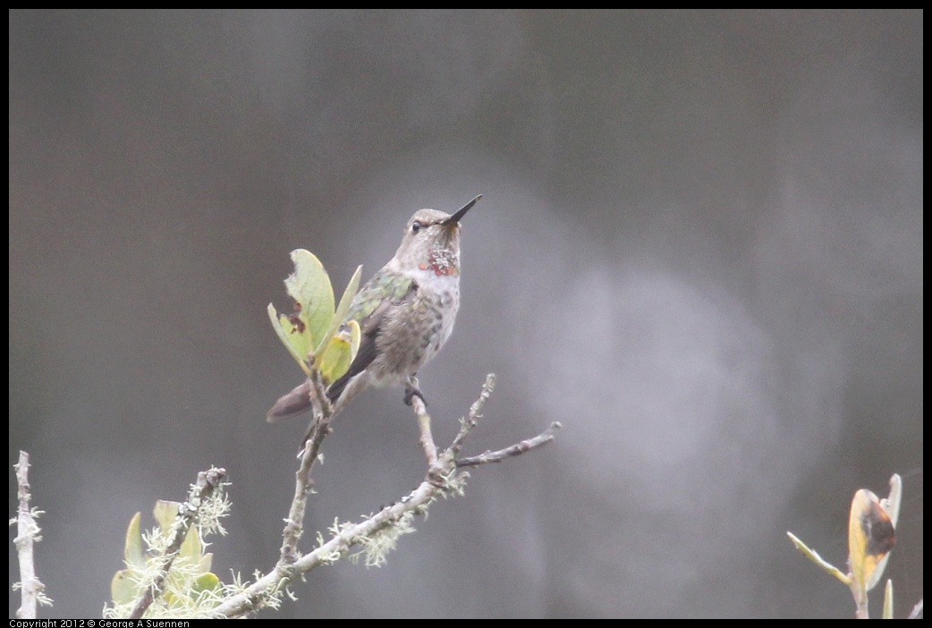 0929-122843-01.jpg - Anna's Hummingbird