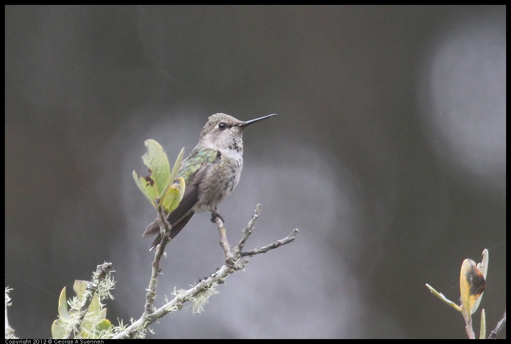 0929-122903-02.jpg - Anna's Hummingbird