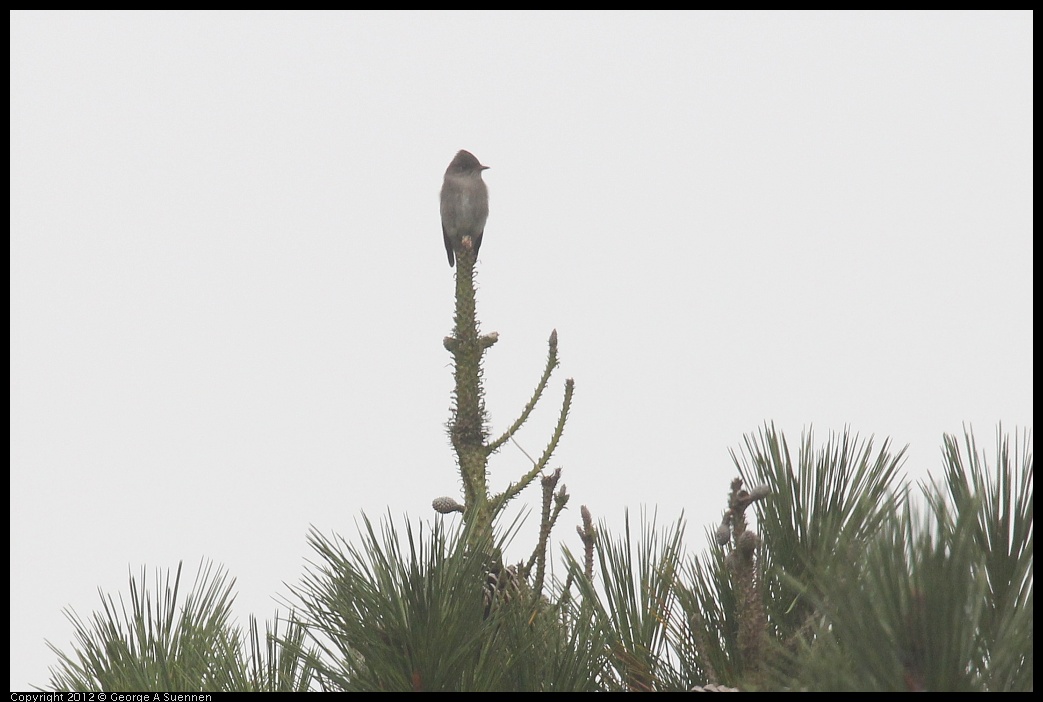 0929-123617-01.jpg - Olive-sided Flycatcher