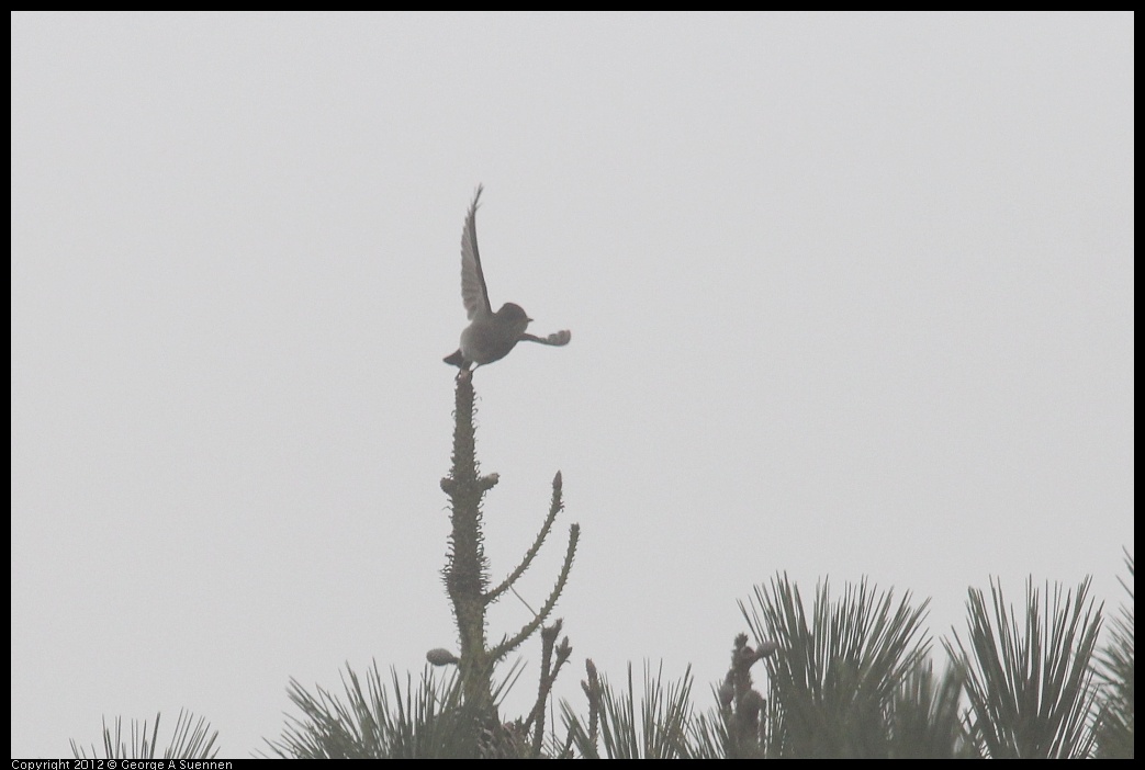 0929-123740-01.jpg - Olive-sided Flycatcher