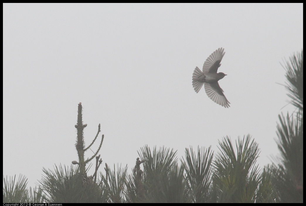 0929-123740-02.jpg - Olive-sided Flycatcher