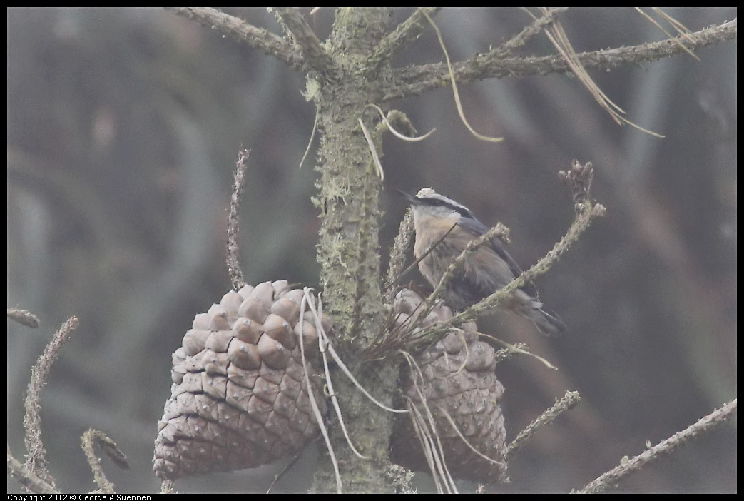 0929-124056-02.jpg - Red-breasted Nuthatch