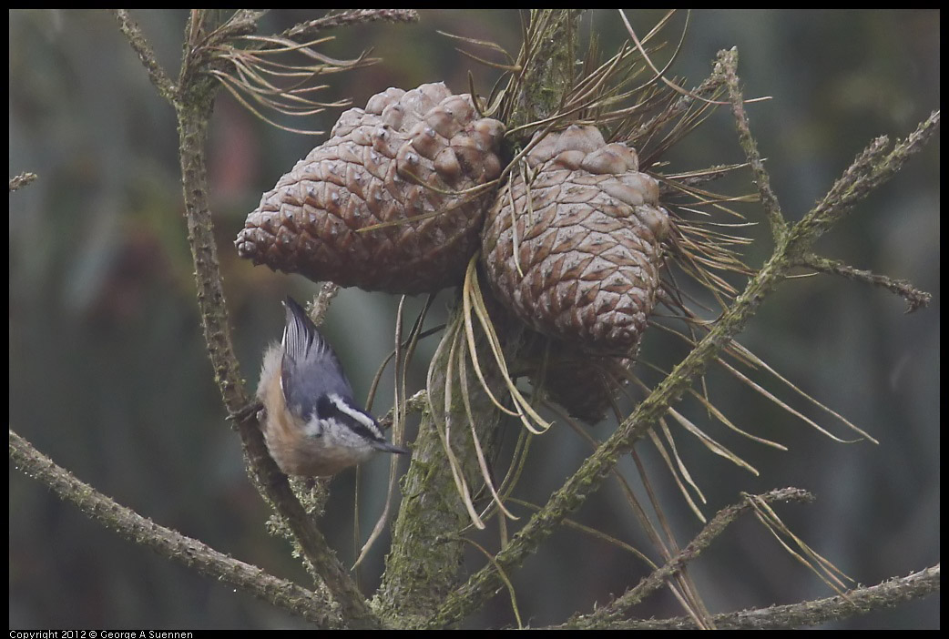 0929-124109-02.jpg - Red-breasted Nuthatch